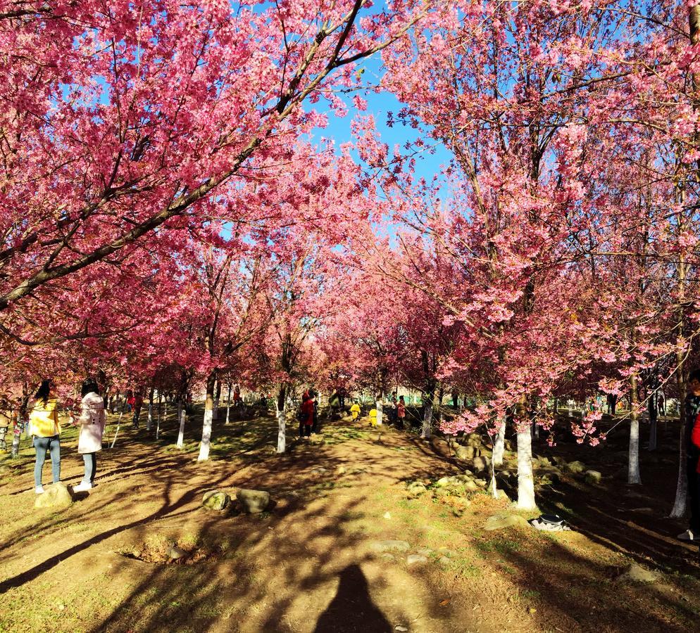 Dali Spring Field Hostel エクステリア 写真